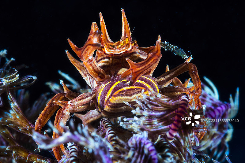 海绵蟹和羽星图片素材