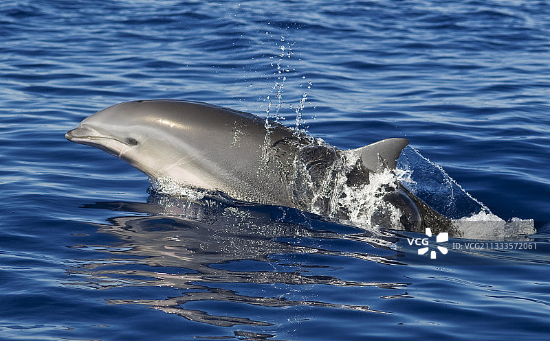 弗氏海豚，特内里费岛，加那利群岛图片素材