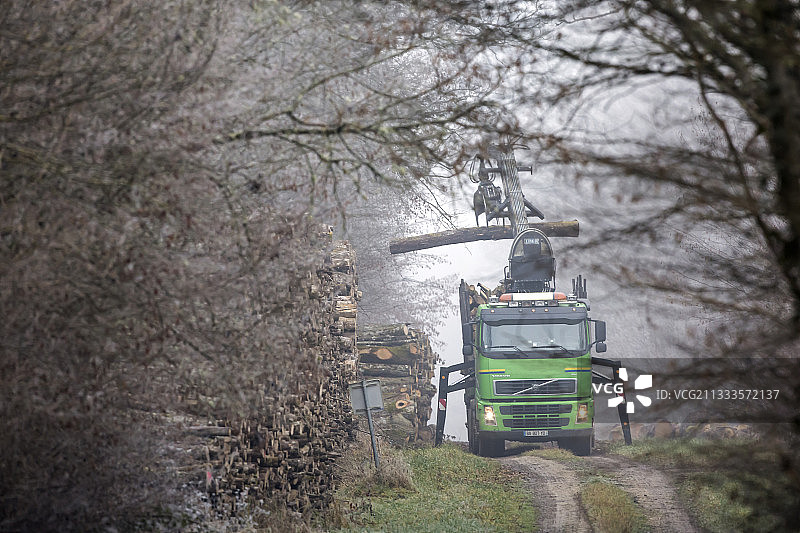 冬季伐木：法国洛林图勒皇后森林图片素材