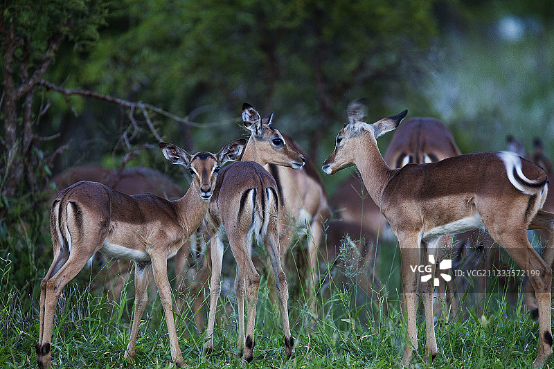 克鲁格国家公园的黑斑羚图片素材