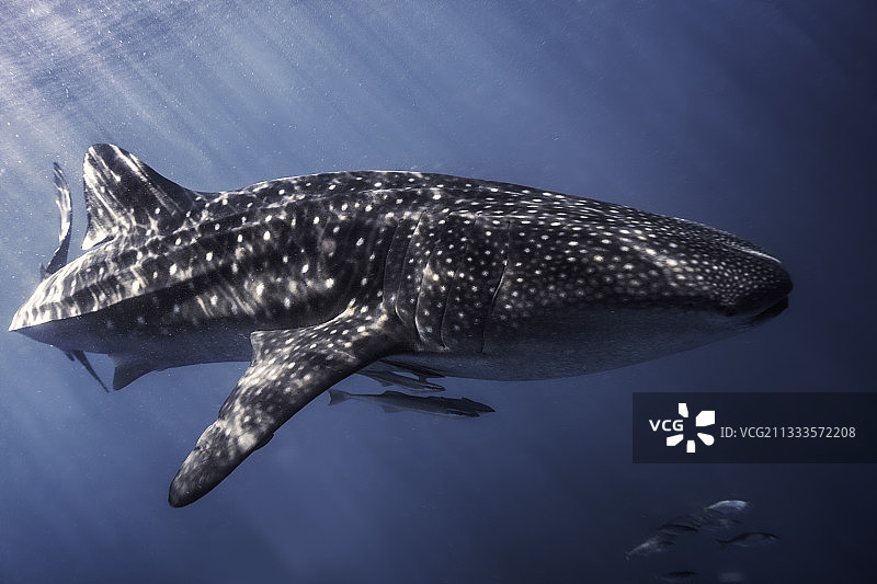 鲸鲨（学名：Rhincodon typus）与䲟鱼，诺西贝，马达加斯加图片素材