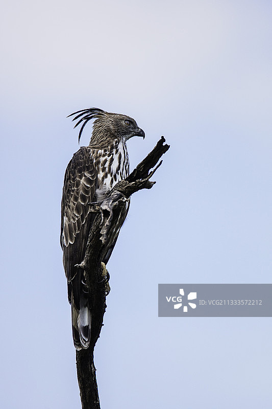 斯里兰卡的凤头鹰雕图片素材