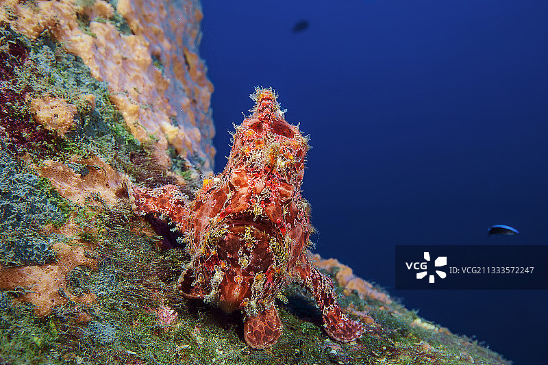 科默森躄鱼图片素材