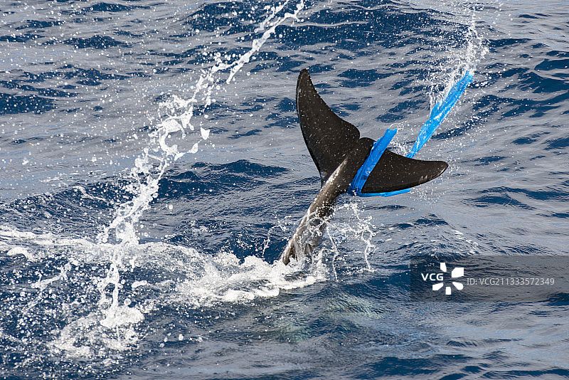 瑞氏海豚（Grampus griseus），尾鳍上挂着塑料袋，富埃特文图拉岛，加那利群岛图片素材