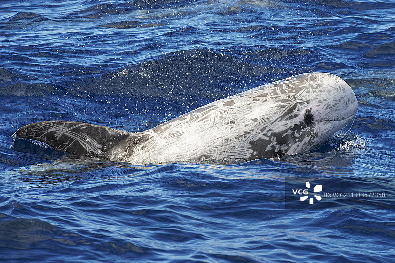 加那利群岛富埃特文图拉岛的灰海豚图片素材