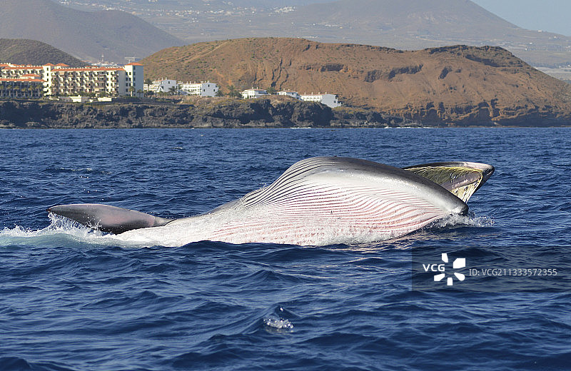 布氏鲸捕食场景，特内里费岛，加那利群岛图片素材