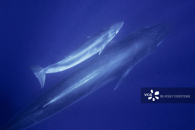 布氏鲸（Balaenoptera brydei, edeni），母鲸与幼鲸，特内里费岛，加那利群岛图片素材