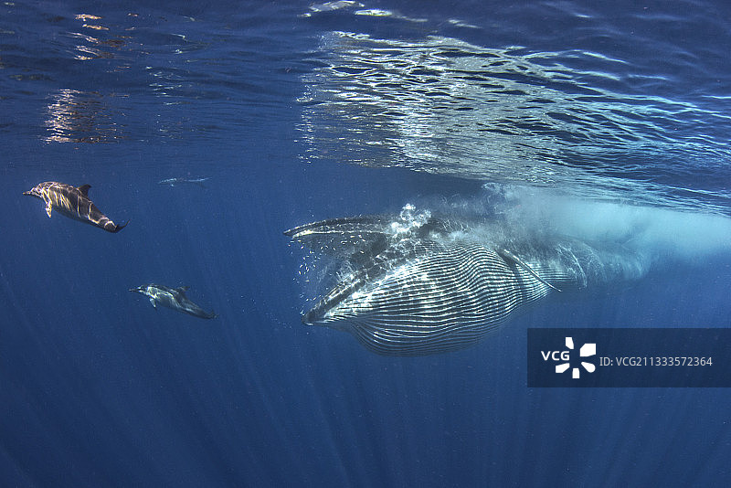 布氏鲸，特内里费岛，加那利群岛图片素材