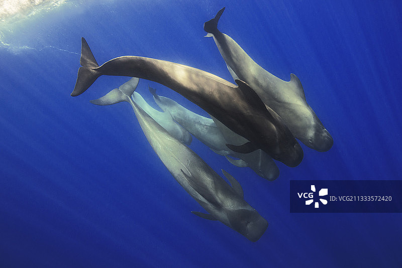 加那利群岛特内里费岛的领航鲸图片素材