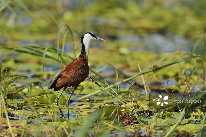 非洲水雉在博茨瓦纳的睡莲上行走图片素材