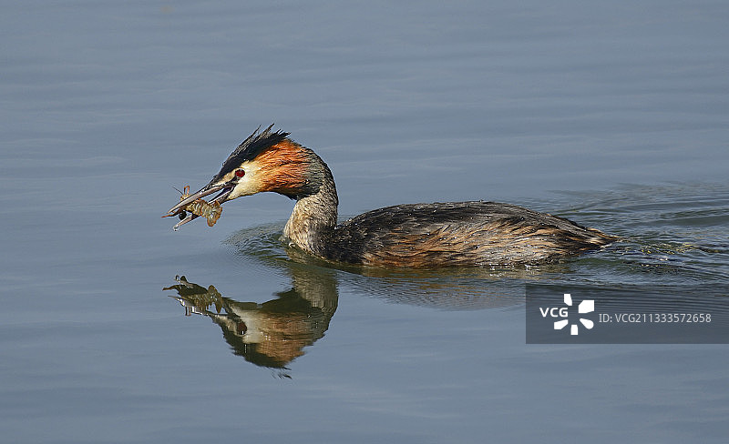 凤头䴙䴘（Podiceps cristatus）嘴里叼着螯虾，法国北部孚日地区自然公园图片素材