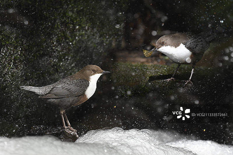 白喉河乌在瀑布下筑巢（法国北部孚日地区自然公园）图片素材
