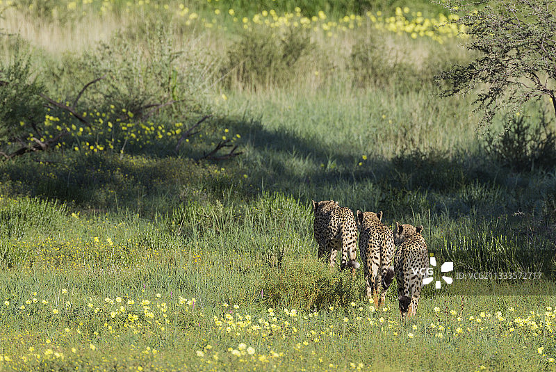 雨季期间，在南非卡拉哈里沙漠的猎豹，周围是绿色草地和蒺藜花图片素材