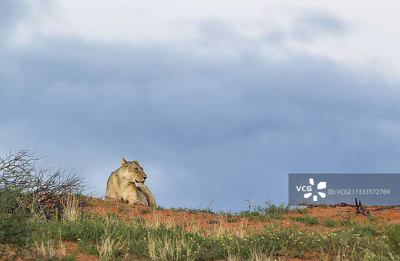 在卡拉哈里沙漠草地沙丘上行走的母狮图片素材