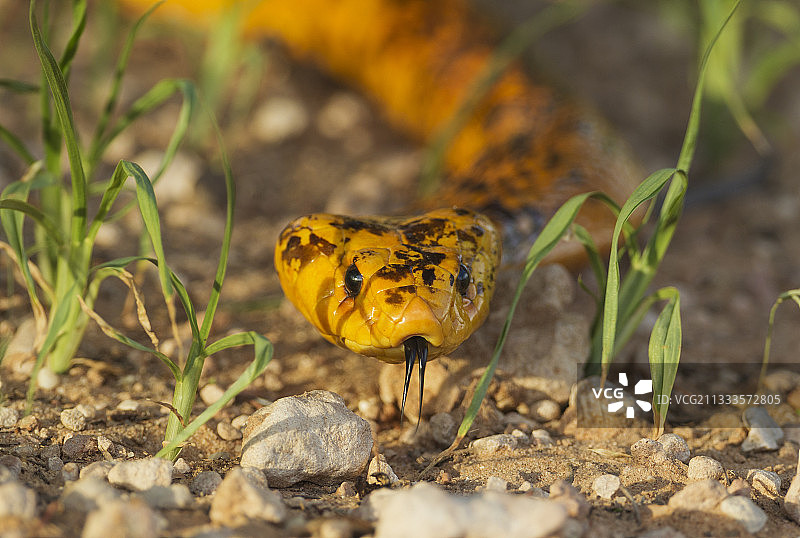 雨季的斗篷眼镜蛇，南非卡拉哈里跨国公园图片素材