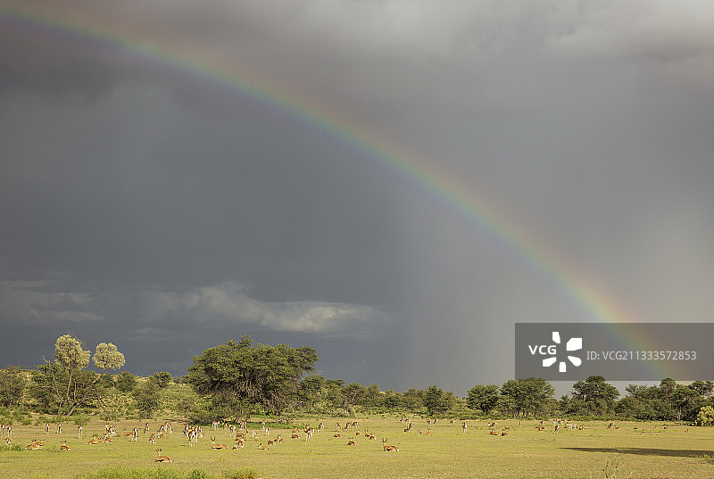 跳羚（Antidorcas marsupialis）：奥布河床中的大群跳羚和骆驼刺树（Acacia erioloba），雨季期间周围一片绿色，彩虹和阵雨，南非卡拉哈迪跨国公园卡拉哈里沙漠图片素材