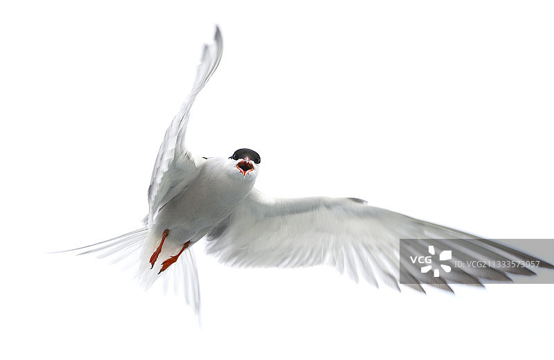 飞行中的普通燕鸥，特内里费岛，加那利群岛图片素材