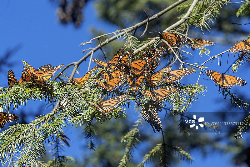 帝王蝶：在米却肯州的奥亚梅尔松树林越冬（墨西哥莫纳卡生物圈保护区）图片素材