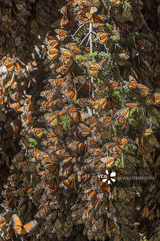 帝王蝶：在米却肯州的奥亚梅尔松树林越冬（墨西哥莫纳卡生物圈保护区）图片素材