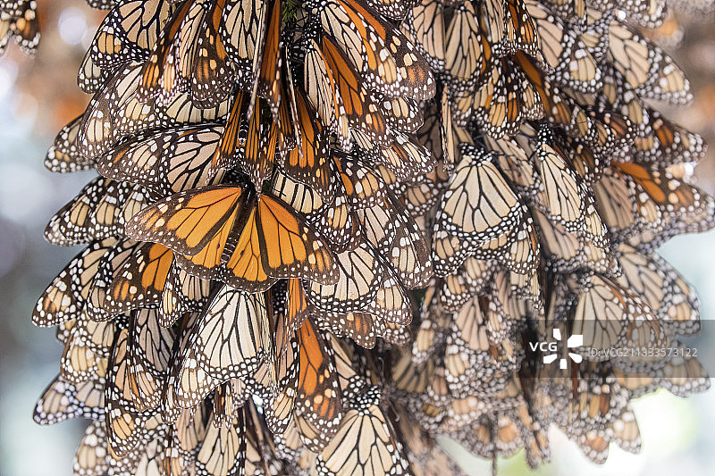 帝王蝶：在米却肯州的奥亚梅尔松树林越冬（墨西哥莫纳卡生物圈保护区）图片素材