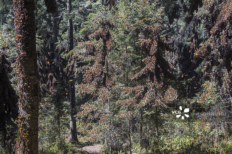 帝王蝶：在米却肯州的奥亚梅尔松树林越冬（墨西哥莫纳卡生物圈保护区）图片素材