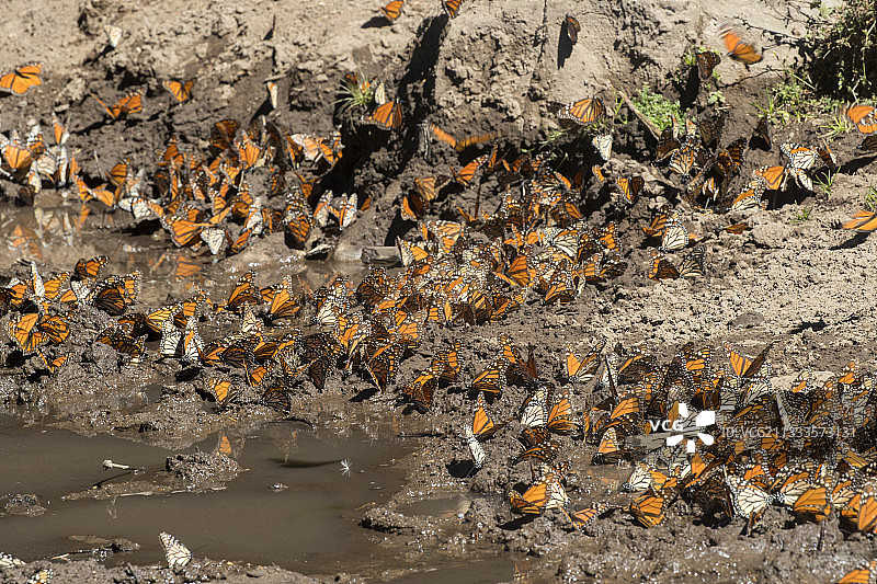 帝王蝶群聚饮水和吸收矿物质图片素材