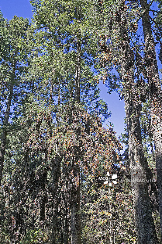 帝王蝶：在米却肯州的奥亚梅尔松树林越冬（墨西哥莫纳卡生物圈保护区）图片素材