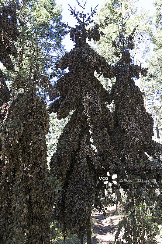 帝王蝶：在米却肯州的奥亚梅尔松树林越冬（墨西哥莫纳卡生物圈保护区）图片素材