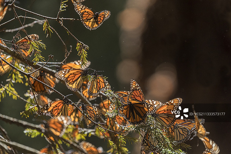 帝王蝶：在米却肯州的奥亚梅尔松树林越冬（墨西哥莫纳卡生物圈保护区）图片素材