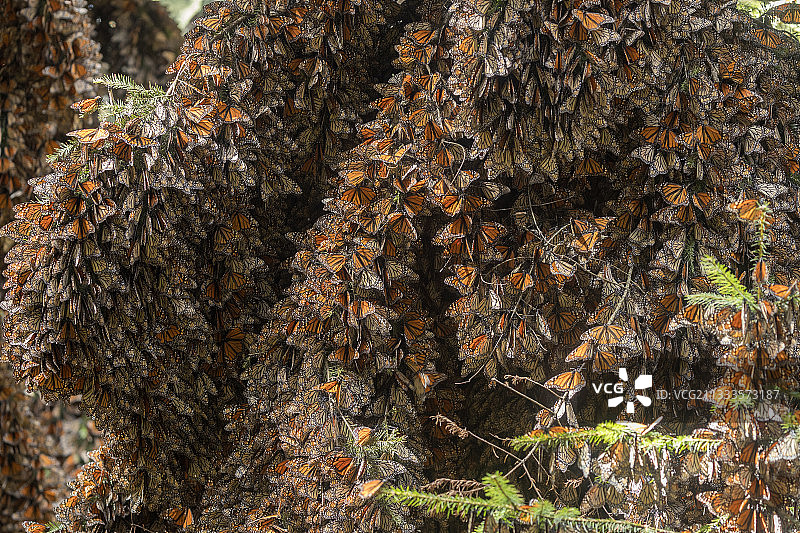 帝王蝶：在米却肯州的奥亚梅尔松树林越冬（墨西哥莫纳卡生物圈保护区）图片素材