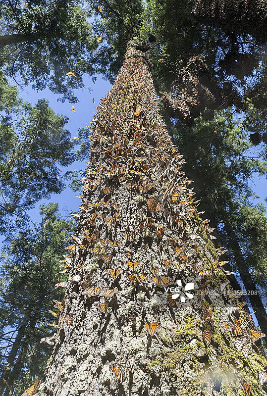 帝王蝶：在米却肯州的奥亚梅尔松树林越冬（墨西哥莫纳卡生物圈保护区）图片素材