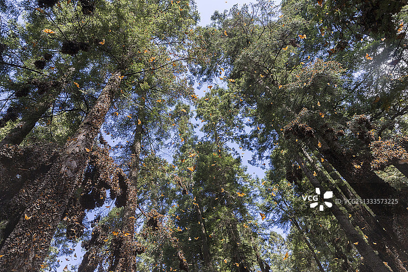 帝王蝶：在米却肯州的奥亚梅尔松树林越冬（墨西哥莫纳卡生物圈保护区）图片素材