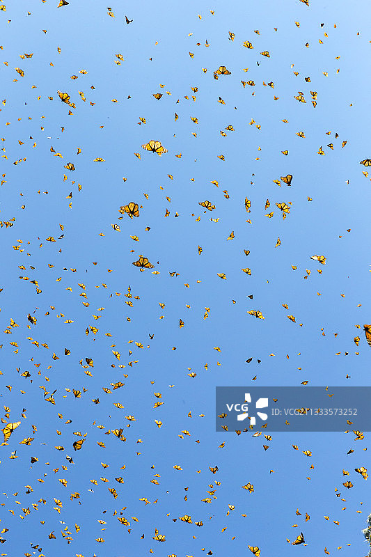 帝王蝶：墨西哥米却肯州图片素材