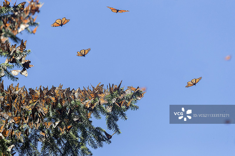 帝王蝶：墨西哥米却肯州图片素材