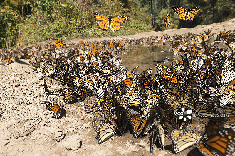 帝王蝶群聚饮水和吸收矿物质图片素材