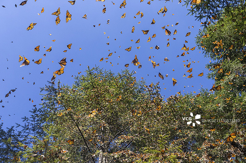 帝王蝶在米却肯州，冷杉树林越冬图片素材