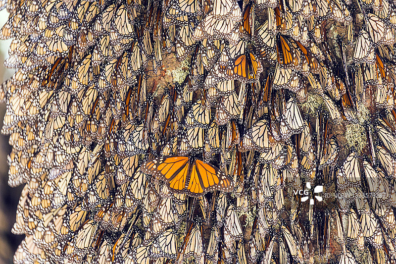 帝王蝶：在米却肯州的奥亚梅尔松树林越冬（墨西哥莫纳卡生物圈保护区）图片素材