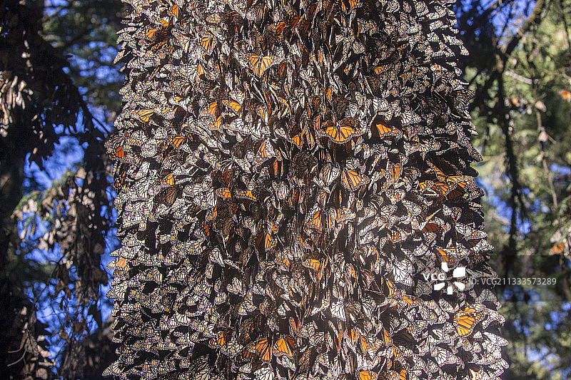 帝王蝶：在米却肯州的奥亚梅尔松树林越冬（墨西哥莫纳卡生物圈保护区）图片素材