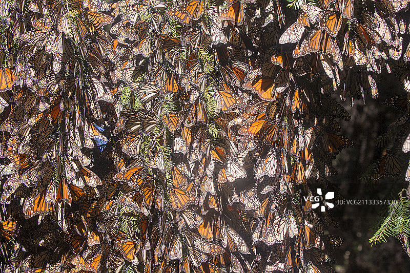 帝王蝶：在米却肯州的奥亚梅尔松树林越冬（墨西哥莫纳卡生物圈保护区）图片素材