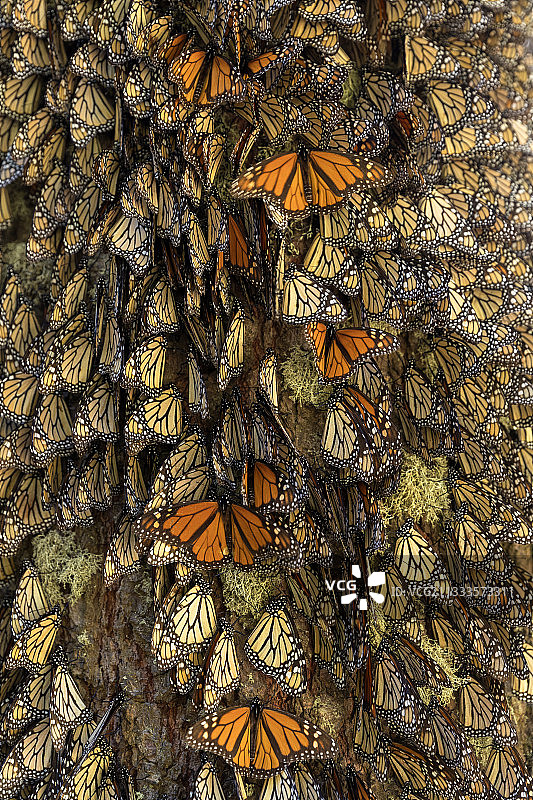 帝王蝶：在米却肯州的奥亚梅尔松树林越冬（墨西哥莫纳卡生物圈保护区）图片素材