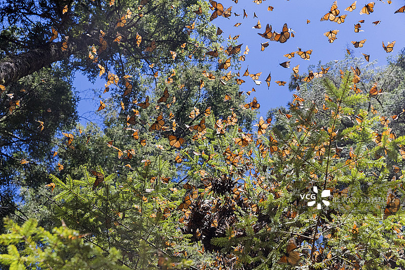 帝王蝶在米却肯州，冷杉树林越冬图片素材