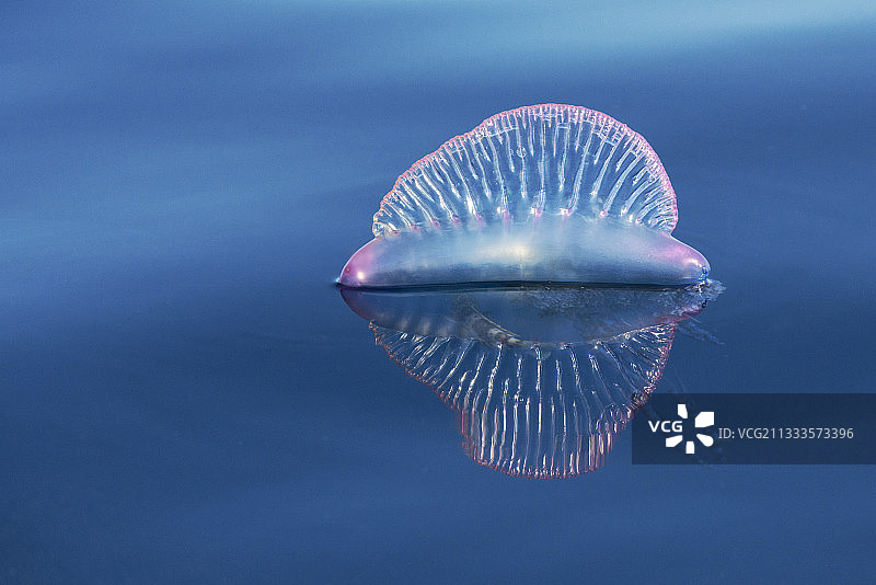 僧帽水母，特内里费岛，加那利群岛图片素材