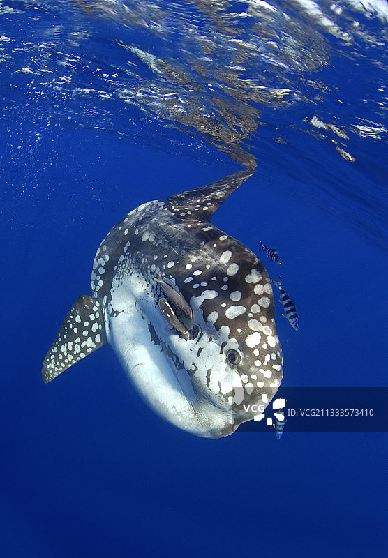 海洋翻车鱼（Mola mola）与领航鱼（Naucrates ductor），特内里费岛，加那利群岛图片素材