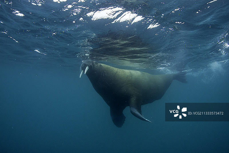 大西洋海象，斯匹次卑尔根群岛，斯瓦尔巴群岛，挪威，北冰洋图片素材
