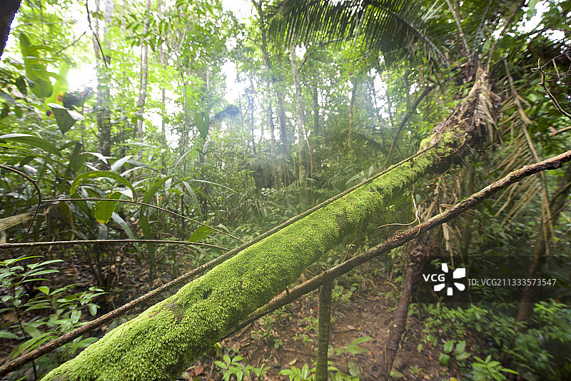 苏里南雨林图片素材