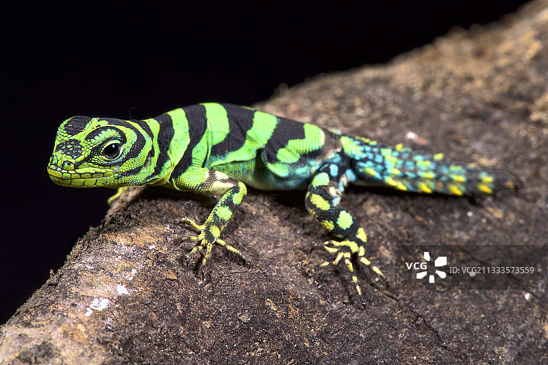 绿宝石刺尾鬣蜥（Uracentron azureum werneri）图片素材