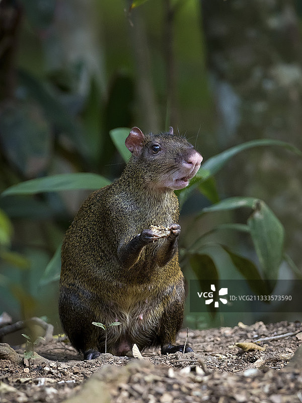 中美洲刺豚鼠，巴拿马甘博亚，三月图片素材