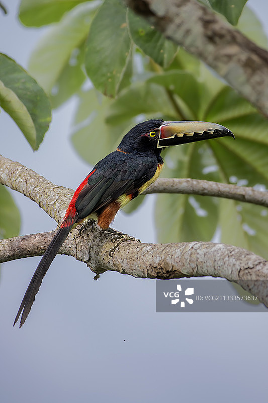 领丽鹃（Pteroglossus torquatus），在塞克罗皮亚树枝上，巴拿马甘博阿，七月图片素材