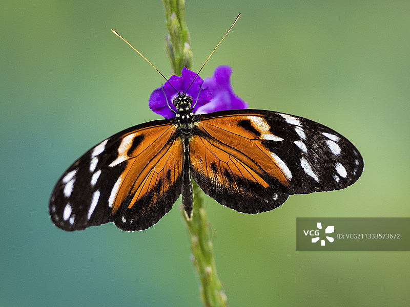 蝎尾蕉和蝴蝶，巴拿马图片素材
