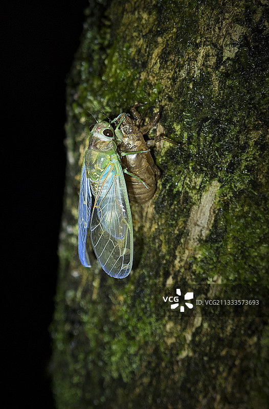 夜间从壳中脱出的蝉，巴拿马安东谷图片素材